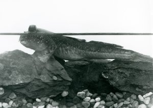 Un Pez Saltarín, descansando sobre rocas sumergidas, con sus ojos sobre el agua, Zoológico de Londres de Frederick William Bond