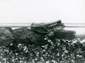 Un pez saltarín, descansando sobre rocas sumergidas, con sus ojos sobre el agua, Zoológico de Londres de Frederick William Bond