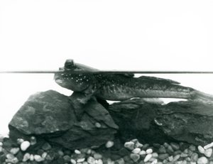 Un Pez Saltarín, descansando sobre rocas sumergidas, con sus ojos sobre el agua, Zoológico de Londres de Frederick William Bond