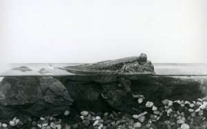 Un pez saltador de lodo, descansando sobre rocas sumergidas, con la mitad superior de su cuerpo fuera del agua, Zoológico de Londres
