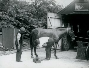 Una mula siendo herrada en el Zoológico de Londres en 1924