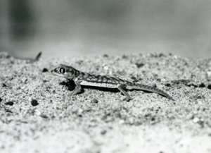 Un gecko de arena de Namibia en el Zoológico de Londres, septiembre de 1928 (foto en blanco y negro) de Frederick William Bond