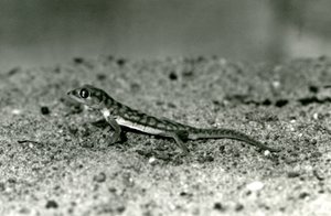 Un gecko de arena de Namibia/gecko de pies palmeados sobre la arena, Zoológico de Londres, septiembre de 1928 de Frederick William Bond