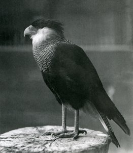 Un caracara crestado del norte en el zoológico de Londres, antes de 1930 de Frederick William Bond