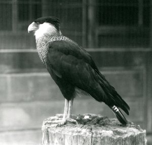 Un caracara crestado del norte sobre un tronco en el Zoológico de Londres, septiembre de 1925 de Frederick William Bond