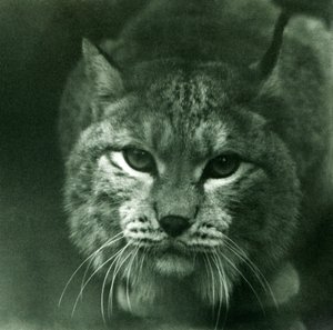 Un lince boreal, Zoológico de Londres, febrero de 1925
