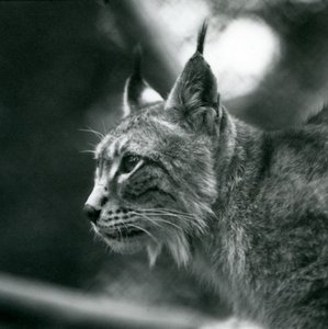 Un lince boreal en el Zoológico de Londres, julio de 1925
