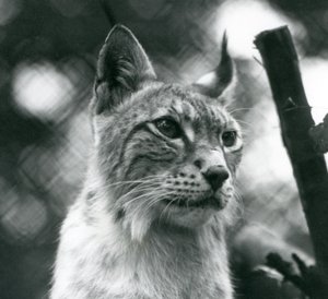 Un lince boreal en el Zoológico de Londres, julio de 1925