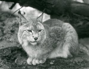 Un lince boreal sentado en una roca, Zoológico de Londres, octubre de 1925