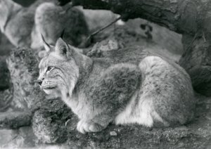 Un lince boreal sentado en una roca, Zoológico de Londres, octubre de 1925