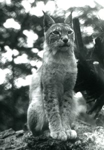 Un lince boreal sentado en el Zoológico de Londres, julio de 1925