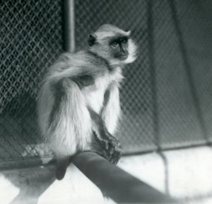 Un langur gris de las llanuras del norte sentado en una percha en su recinto en el Zoológico de Londres en 1928