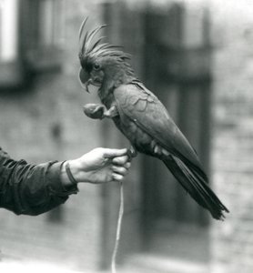 Un cacatúa negra grande de palma agarrando el dedo de un cuidador con un pie y sosteniendo un premio en forma de huevo con el otro, Zoológico de Londres, septiembre de 1927 de Frederick William Bond