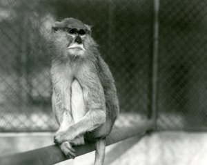 Un mono Patas/Wadi/Hussar sentado en una rama en el Zoológico de Londres en 1928 de Frederick William Bond