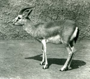 Una gacela persa en el Zoológico de Londres en junio de 1925 de Frederick William Bond
