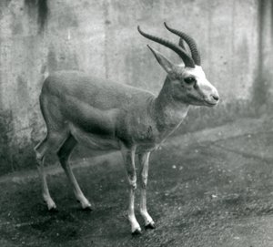 Un Gacela Persa, Goitered o de Cola Negra en el Zoológico de Londres, agosto de 1927 de Frederick William Bond