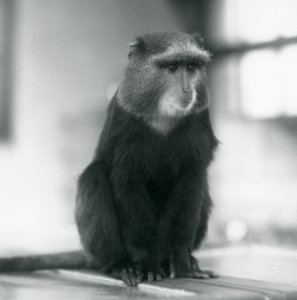 Un Mono Pluto, o Mono Azul, sentado en un banco, Zoológico de Londres