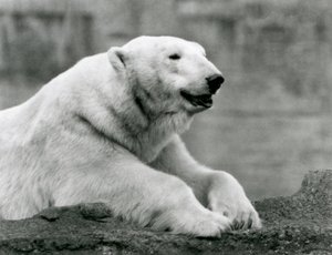 Un oso polar descansando en una cornisa rocosa en el Zoológico de Londres en 1931