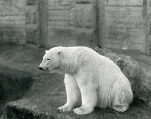 Un oso polar sentado en un saliente rocoso en el Zoológico de Londres en septiembre de 1927