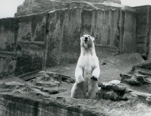 Un Oso Polar sentado en su recinto en la base de las Terrazas Mappin en el Zoológico de Londres en septiembre de 1928 de Frederick William Bond
