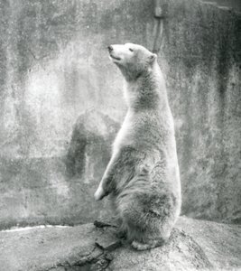 Un oso polar sentado sobre sus cuartos traseros en el zoológico de Londres en 1929 de Frederick William Bond