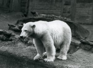 Un oso polar de pie al borde de su recinto en la base de las Terrazas Mappin, Zoológico de Londres, septiembre de 1928
