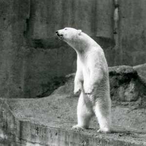 Un oso polar de pie, sobre sus patas traseras, al borde de su recinto en las Terrazas Mappin, Zoológico de Londres