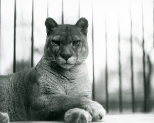 Un puma/león de montaña/catamount descansando en el zoológico de Londres en 1931