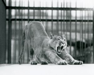 Un puma bostezando y estirándose en el Zoológico de Londres en junio de 1925 de Frederick William Bond