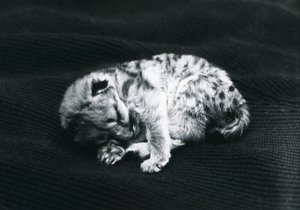 Un cachorro de puma en el Zoológico de Londres de Frederick William Bond