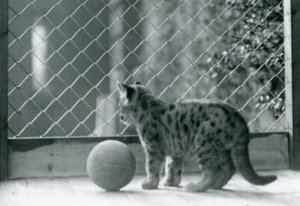 Un cachorro de puma, con una pelota, mirando fuera de su recinto, Zoológico de Londres, 1923