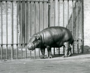 Un hipopótamo pigmeo en el Zoológico de Londres en 1927 de Frederick William Bond