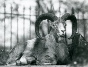 Un carnero sentado en el Zoológico de Londres, 1925 de Frederick William Bond