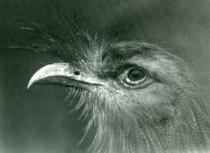 Una seriema de patas rojas en el zoológico de Londres en 1924 de Frederick William Bond