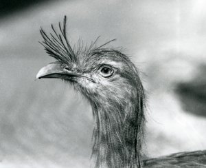 Una seriema de patas rojas en el Zoológico de Londres en 1929 (foto en blanco y negro)