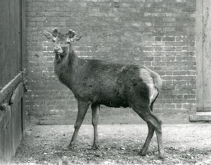 Un ciervo rojo con astas en crecimiento, Zoológico de Londres, agosto de 1928 (foto en blanco y negro) de Frederick William Bond