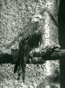Un milano real posado en una rama en el Zoológico de Londres en 1924