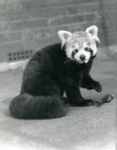 Un panda rojo sentado en el Zoológico de Londres, 1917 de Frederick William Bond
