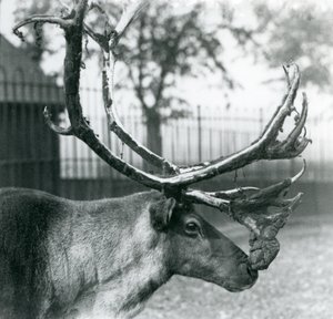 Un reno macho mudando el terciopelo de sus astas, Zoológico de Londres de Frederick William Bond