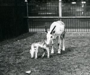Un reno con su cría en el Zoológico de Londres, marzo 1914 de Frederick William Bond