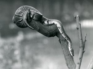 Una pitón real descendiendo por una rama en el Zoológico de Londres en octubre de 1925