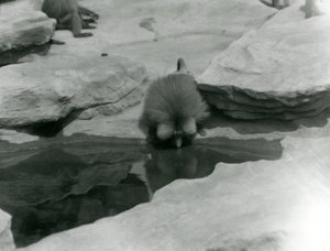 Un babuino sagrado bebiendo de una piscina entre las rocas de 