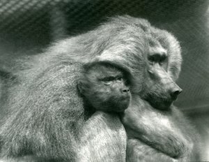 Un babuino sagrado con su cría en el zoológico de Londres, julio de 1924