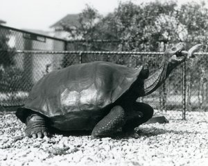 Una tortuga de Galápagos siendo alimentada con un plátano en un palo (foto en blanco y negro)