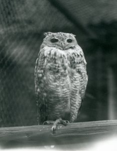 Un búho faraón de Savigny descansando en una rama en el Zoológico de Londres, septiembre de 1925