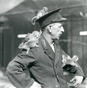 Un cuidador de segunda clase con cuatro ardillas grises jóvenes trepando por su sombrero y chaqueta, zoológico de Londres