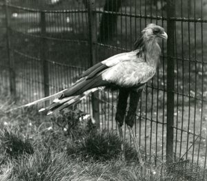 Un secretario en el Zoológico de Londres en septiembre de 1923