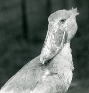 Un picozapato, zoológico de Londres, julio de 1926
