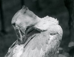 Un picozapato acicalando sus plumas en el Zoológico de Londres en 1926
