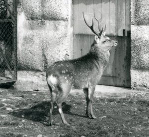Un ciervo manchado japonés de pie en su recinto, Zoológico de Londres, agosto de 1927 de Frederick William Bond